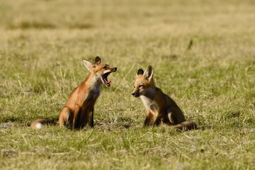 Red fox yawning