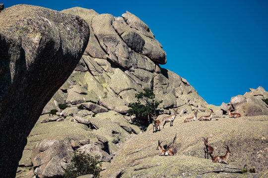 Capra pyrenaica sunbathing on granite stones