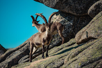 Capra pyrenaica sunbathing on granite stones