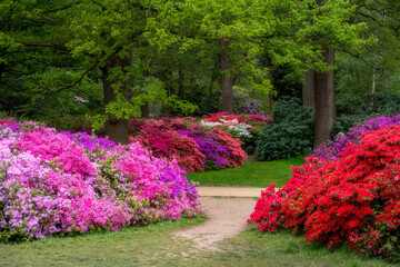 Colourful azaleas in spring