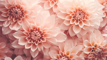 Background of pink dahlias