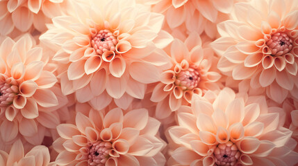 Background of pink dahlias