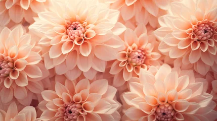 Deurstickers Background of pink dahlias © Рита Конопелькина