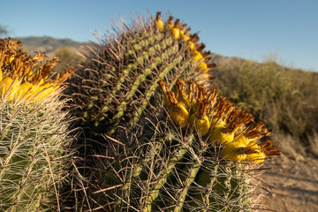 Barrel cactus with fruit and sharp fishhook spines in Saguaro National Park in Tucson, Arizona.