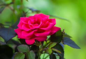 Rose flower. Bright beautiful house plant in flower pot.