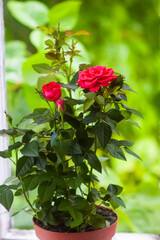 Rose flower. Bright beautiful house plant in flower pot.