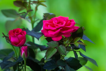 Rose flower. Bright beautiful house plant in flower pot.