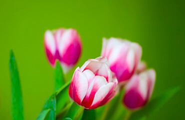 Fototapeta premium Tulips bouquet. Spring decor or present for International Women's Day, birthday, Mother's day.