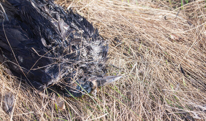 dead bird on the grass in the dead wood before the fire