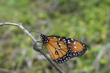 monarch butterfly on a tree