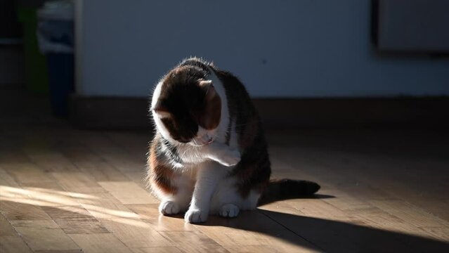 video of the same cat cleaning itself by licking its paw and rubbing its head all in slow motion