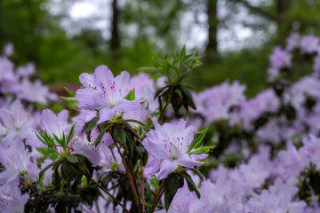 White rhododendron flowers with a tinge of pink in spring, close up