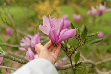A woman's hand touches a magnolia flower