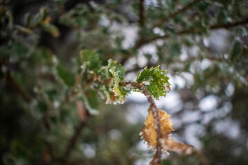 Close up of holly