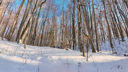 Snow covered forest floor in afternoon light.