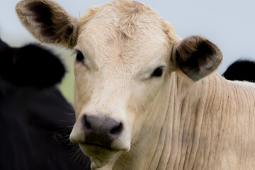 Cow in field