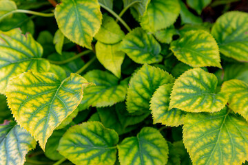 Green and yellow leaves of Hydrangea petiolaris in late summer beginning autumn, A climbing...