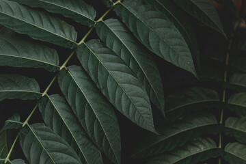 Selective focus of green leaves with dark toned, Ailanthus altissima commonly known as tree of heaven, Ailanthus is a deciduous tree in the family Simaroubaceae, Nature greenery pattern background. - obrazy, fototapety, plakaty