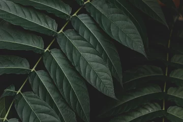 Deurstickers Selective focus of green leaves with dark toned, Ailanthus altissima commonly known as tree of heaven, Ailanthus is a deciduous tree in the family Simaroubaceae, Nature greenery pattern background. © Sarawut