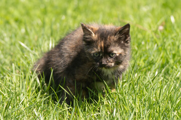 Naklejka na ściany i meble Little dark-coloured kitten on the grass