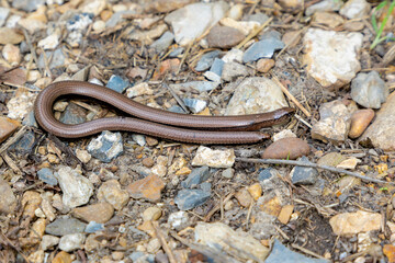 Selective focus of small legless lizard in its natural habitat
slithering on the ground, The slow worm is a reptile native to western Eurasia, It is also called a Deaf adder, Blindworm or Regionally.