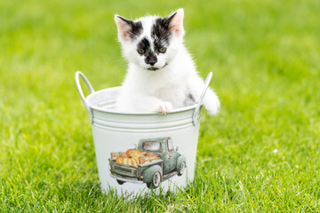 Little white kitten with black spots in the water bucket