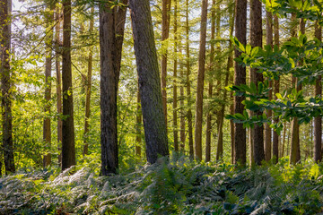Pine trees trunk in the forest with green fern plant and soft sunlight, A pine is any conifer in the genus Pinus of the family Pinaceae, Pinus is the sole genus in the subfamily Pinoideae, Netherlands