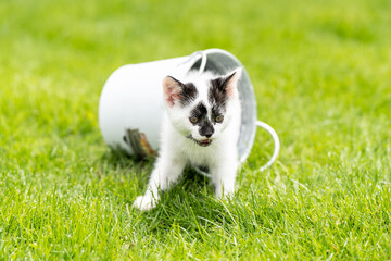 Little white kitten with black spots in the water bucket