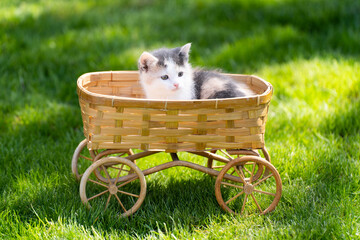 Little calico kitten in the straw basket