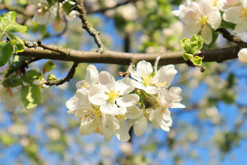  Close up view of white blooming apple tree in spring time