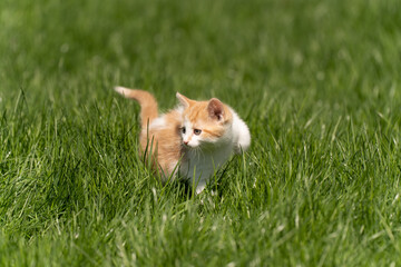 Little orange kitten on the grass