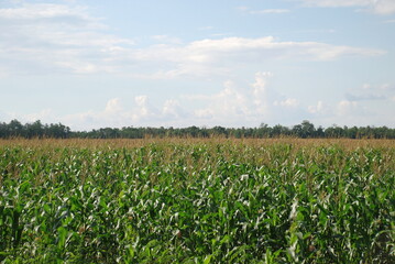 Field with growing corn. Tall corn grew in a wide field, a plant with long thick stems and wide, long green leaves, with brown plant seeds on top. Above the field there is a blue sky with white clouds