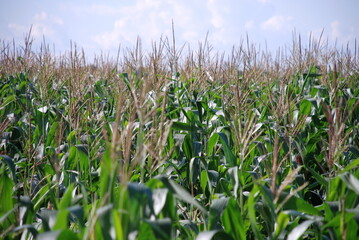 Field with growing corn. Tall corn grew in a wide field, a plant with long thick stems and wide, long green leaves, with brown plant seeds on top. Above the field there is a blue sky with white clouds