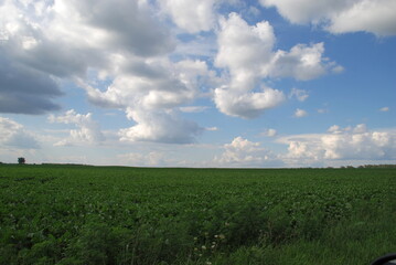 Obraz premium A sown field under the clouds. Under a light blue sky with white fluffy clouds there is a wide field with fodder crops. The green tops of growing plants are visible. field goes far into the distance.