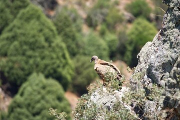 marmot in the mountains