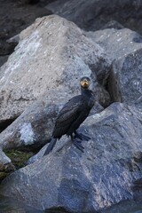 white tailed eagle