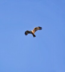 vulture in flight