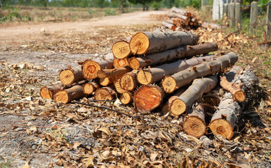 A pile of stacked firewood, prepared for heating the house, Firewood harvested for heating in winter, Chopped firewood on a stack, Firewood stacked and prepared for winter Pile of wood logs