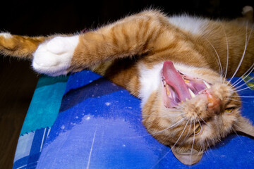 Ginger cat yawning while lying on bed