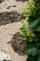 Background Texture of Stone Wall and Ivy 