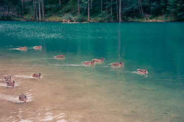 several wild ducks on the surface of a beautiful lake.
