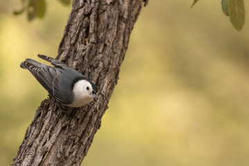 A White Breasted Huthatch perches on a tree trunk facing towards the right and looking at the camera with a background of green and yellow colors from sunlit foliage.