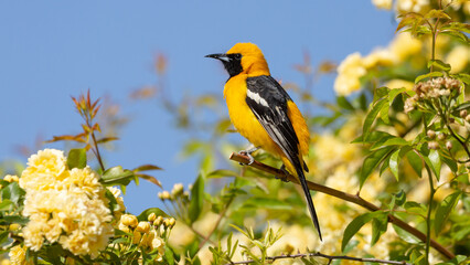 A hooded oriole sits on the branch of a bush full of small yellow Lady Banks roses with a clear blue summer sky in the background.