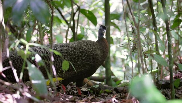 a close up side on shot of a male great argus bird in the rainforest of gunung leuser national park on sumatra, indonesia