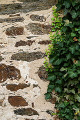 Background Texture of Stone Wall and Ivy 