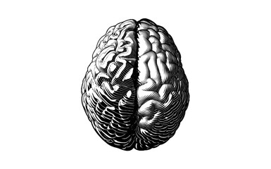 Monochrome hemispheres brain vintage drawing illustration on white BG