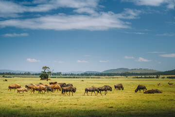 Blue Wildebeest in Plettenberg, South Africa