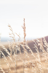 Ears of reed grass against the sky, selective focus, beautiful background