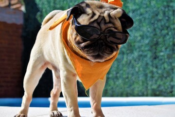 pug with flow