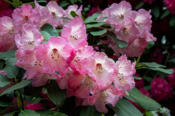 Beautiful pink rhododendron flowers in spring, close up